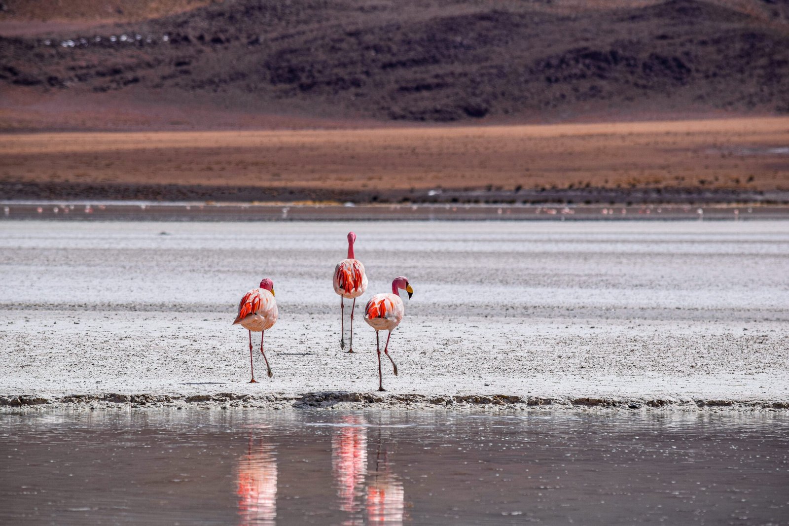 Laguna Blanca et ses flamants roses en Bolivie Uyuni