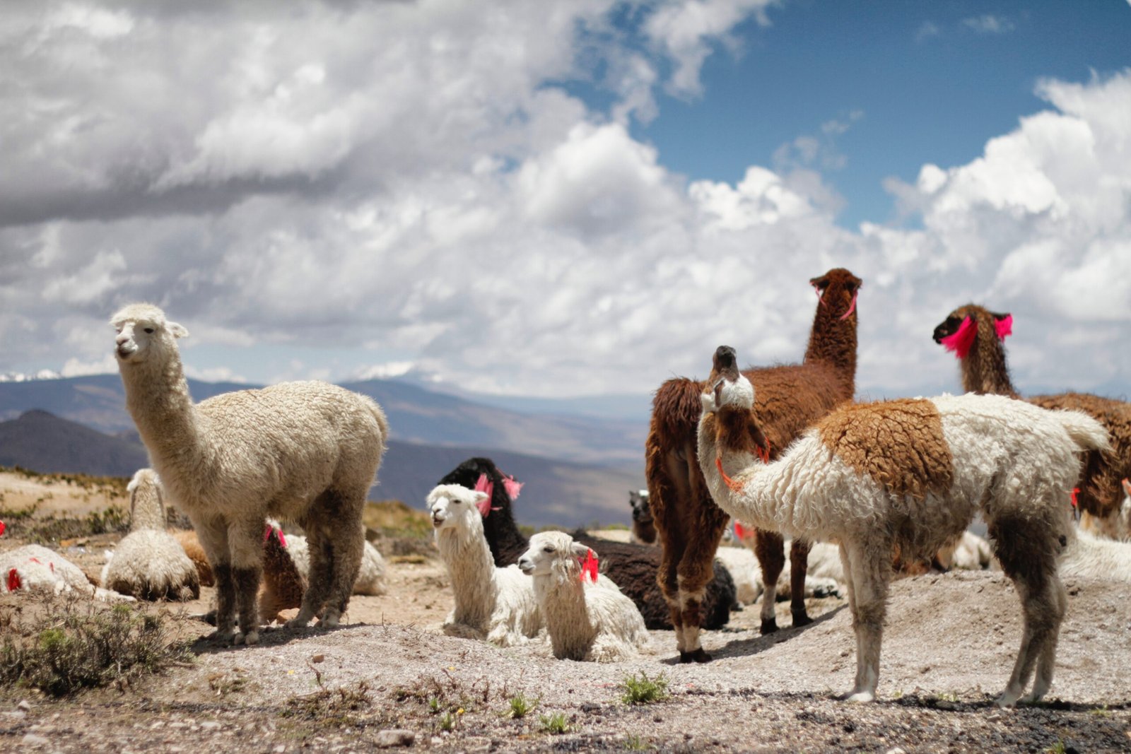 Lama du Canyon de Colca