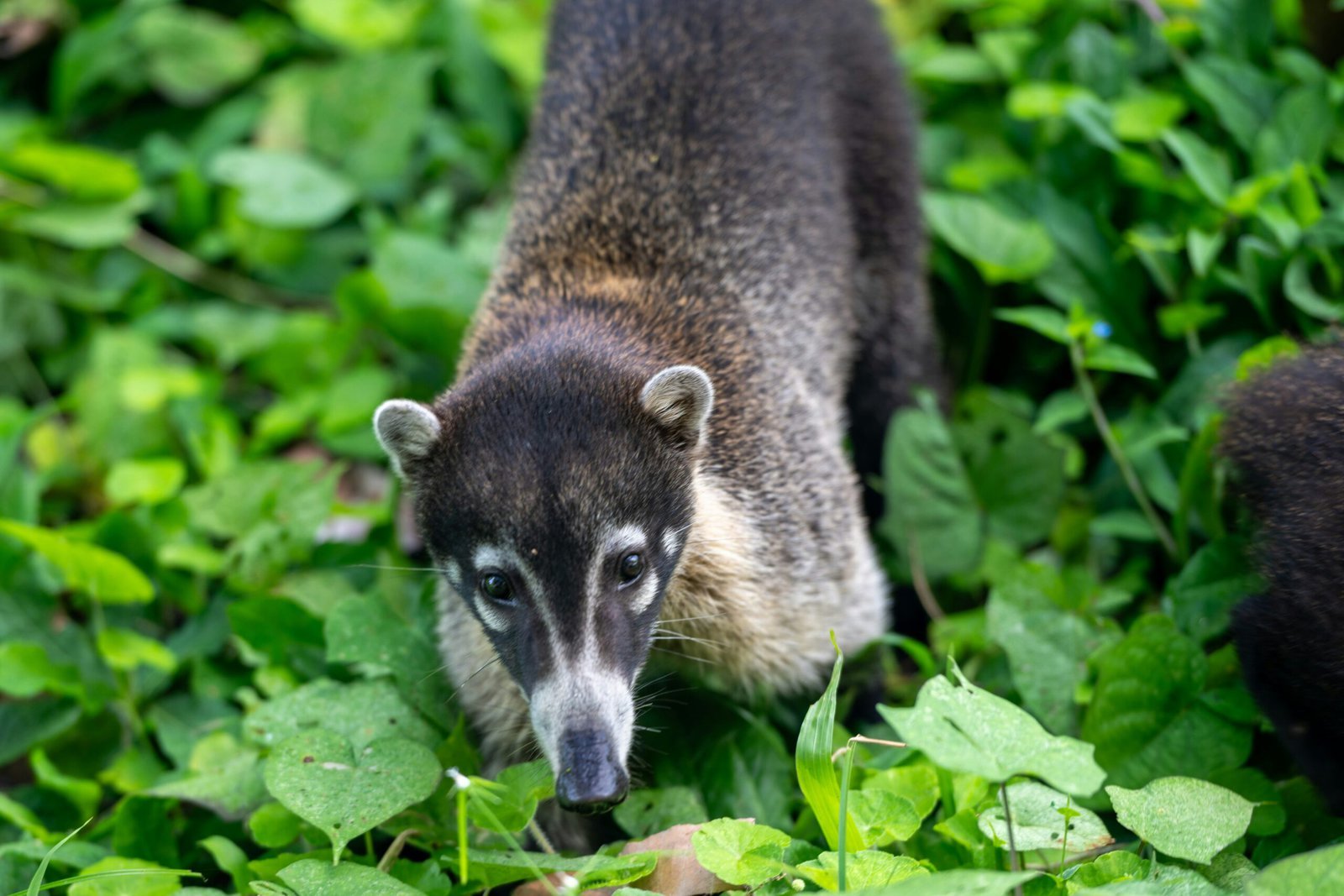 Coati Costa Rica