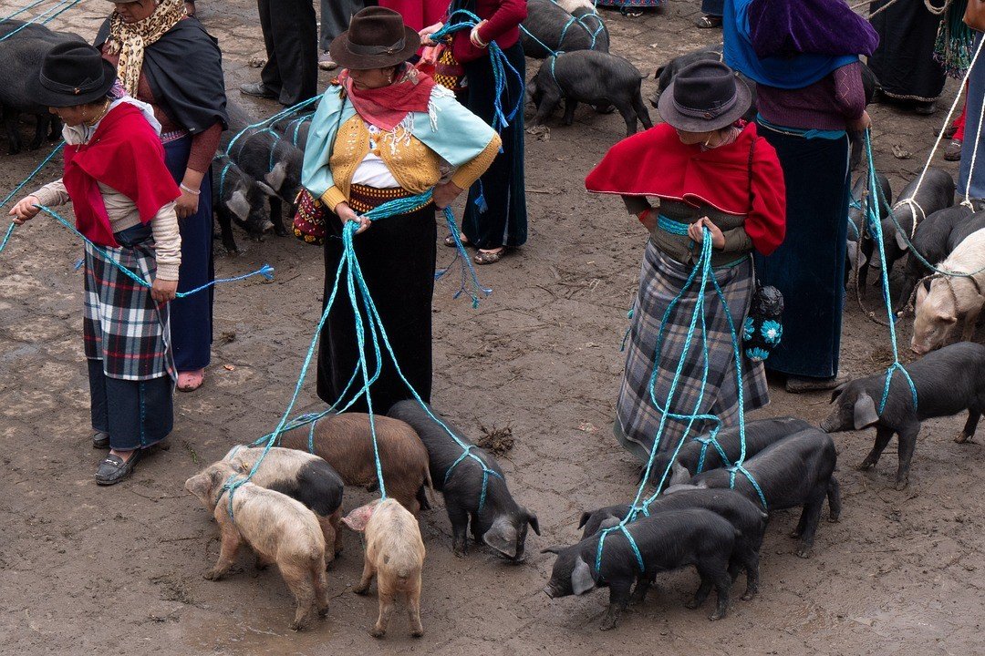 Marché aux animaux Guamote Equateur