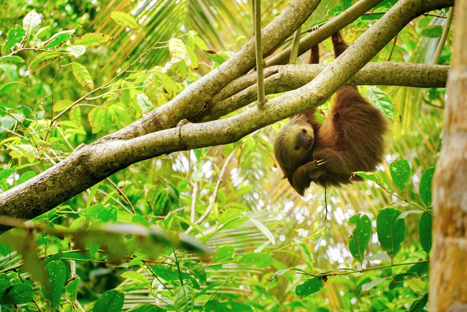 Paresseux Costa Rica