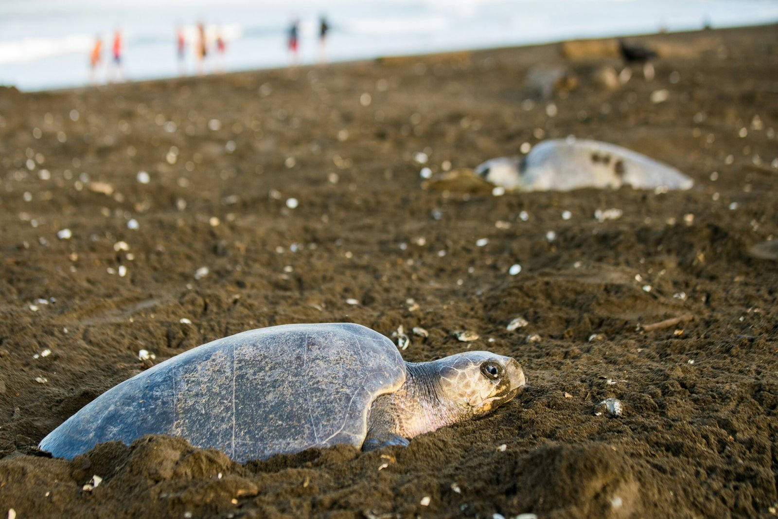 Tortues sur les plages du Guanacaste