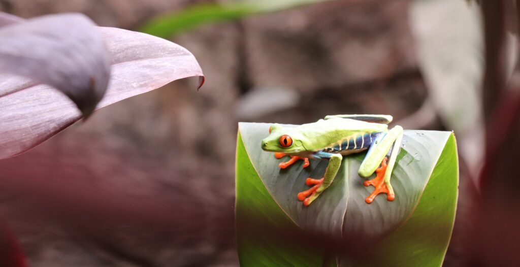 Rainette aux yeux rouge du Costa Rica